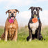 Dog Collar Flowers Attachement Cat Bow Tie Flora Accessories Set-Girl or Boy Pet Grooming OD 8cm 4pcs...