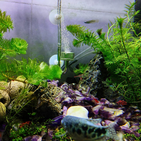 Boao 32.8 ft Aquarium CO2 Proof Tubing Clear Airline Tubing Aquarium Air Tubing 5/16 Inch with 12 Pcs Suction Cups Aquarium Air Pump Accessories f...