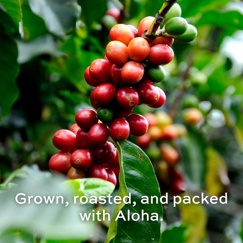 Royal Kona Roy's Pacific Coast, 10% Kona Coffee Blend, Medium-Dark Roast Single-Serve Coffee Pods, Compatible with Pod Brewing Systems, A Taste of...
