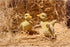 Hi- Line Gift 87697-B 2 Piece Ducklings Statue...