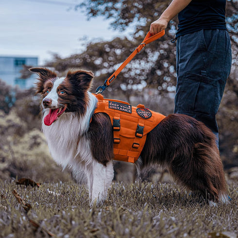 OneTigris Bolt Short Traffic Dog Leash for Small Medium Large Dogs(Orange,M)...