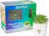 JT Eaton ZendoZones 1818-2JT Fruit Fly Trap Joyful Janet & Tranquil Tabitha, 2 Pack, White Base...