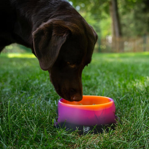 Silipint: Aqua-Fur Silicone Dog Bowl: Sun Storm - 18oz Colapsible/Foldable, Lightweight, Feed & Water Dish, Pet Travel...