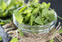 Perennial Herb Seeds Collection,1500 Seeds, 4 Heirloom Non GMO Varieties, Greek Oregano, Sage, Thyme, Chives...