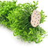 BEGONDIS Aquarium Decorations Fish Tank Artificial Green Water Plants Made of Soft Plastic, Safe for All Fish & Pets (Style-3)...