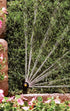 Rain Bird 12SAPROPR Pressure Regulating (PRS) High-Efficiency Pro Rotary Sprinkler, Hand Adjustable 45° - 270° Pattern, 13' - 18' Spray Distance, ...