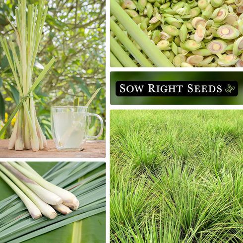 Sow Right Seeds - Lemon Grass Seed for Planting - Non-GMO Heirloom Packet with Instructions for Easy Planting and Growing an Herb Garden - Indoor ...