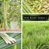 Sow Right Seeds - Lemon Grass Seed for Planting - Non-GMO Heirloom Packet with Instructions for Easy Planting and Growing an Herb Garden - Indoor ...