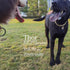 Gold Dog Collar 14mm/20mm Cat Puppy Chain Zircon Cuban Link Chain Handmade Iced out Diamond Exaggerated Dollar Pendant Full Cz Prong Set Pet Jewel...