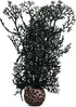 BiOrb 46093.0 Sea Fan Small Black Aquariums...