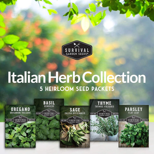 Survival Garden Seeds - Italian Herb Collection Seed Vault - Basil, Oregano, Thyme, Sage, Flat Leaf Parsley - Non-GMO Heirloom Varieties of Culina...