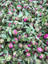 TooGet Fragrant Peony Ball Paeonia lactiflora Natural Dried Peony Flowers Wholesale, Top Grade - 4 OZ...
