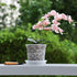 TRUEDAYS 4 Pack Orchid Pot with Saucers, 6 Inch Clear Orchid Pots with Holes, Plastic Planter with Trays, Breathable Slotted Orchids Planters for ...