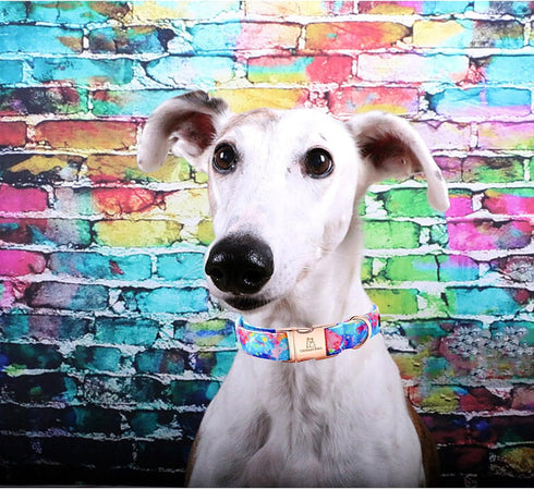 Lionheart glory Dog Collar Colorful Dog Collar Premium Collar Dogs Cute Pet Collar Gift for Small Medium Large Dog...