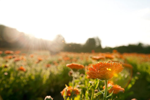 Weleda Calendula Toothpaste, 2.5 Ounce (Pack of 2)...