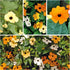 Seed Needs, Black-Eyed Susan Vine Seeds - 100 Heirloom Seeds for Planting Thunbergia alata - Annual Vining Flowers to Cover a Fence or Trellis (1 ...