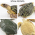 Toymany 6PCS Realistic Sea Turtle Figurines, Plastic Ocean Sea Animals Figures Set includes of Turtles, Educational Toy Cake Toppers Christmas Bir...