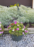 Curtis Wagner Plastics Hanging Basket Drip Pan, Clear, 12 Inch...