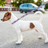 NFL PET Leash Buffalo Bills Dog Leash, Medium Football Team Leash for Dogs & Cats. A Shiny & Colorful Cat Leash & Dog Leash Licensed by The NFL...