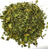 Dried Moringa Leaves Herbal Infusion Tea (35gr) - All Natural Moringa Tea in a Zip Lock Bag Premium Silver Line...