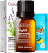 Gya Labs English Lavender Essential Oil for Diffuser - 0.34 Fl Oz - 100% Pure Natural English Lavender Oil for Skin, Hair & Candle Making Floral H...