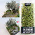 Cayway 2 Pack Static Grass Tuft, 2 Color Model Grass Tufts Railway Artificial Grass Long Shrub Vegetation Groups for DIY Architecture Building Mod...