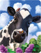 3D LiveLife Magnet - Curious Cow from Deluxebase. Lenticular 3D Farm Fridge Magnet. Magnetic Decor for Kids and Adults with Artwork Licensed from ...