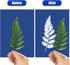 Sun Print Paper Kit Cyanotype Paper, 24 Sheets Cyanotype Papers with 1 Sheet Acrylic Panel, High Sensitive Nature Sun/Solar Activated Sun Printing...