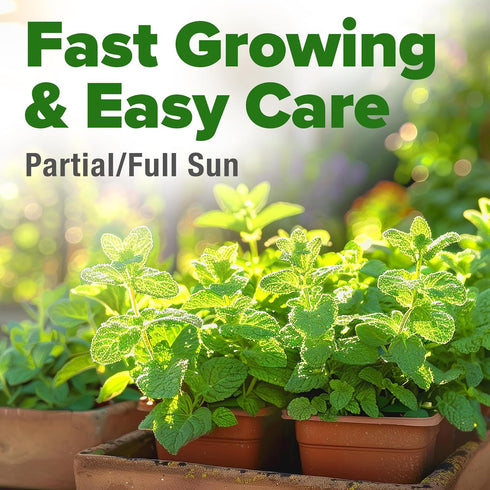 Home Grown Premium Common Mint Seeds - 1800 Non-GMO Heirloom Herb Seeds, USA Sourced | Ideal for Planting Mint Seeds Outdoors or Indoors for a Fre...