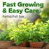 Home Grown Premium Common Mint Seeds - 1800 Non-GMO Heirloom Herb Seeds, USA Sourced | Ideal for Planting Mint Seeds Outdoors or Indoors for a Fre...