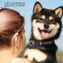 Rainbow Pet Collars for Dog or Cat - Gay Pride Dog and Cat Collars - LGBTQ Accessories for Dogs, Cats, and Pets - Pride Flag Dog and Cat Collar - ...