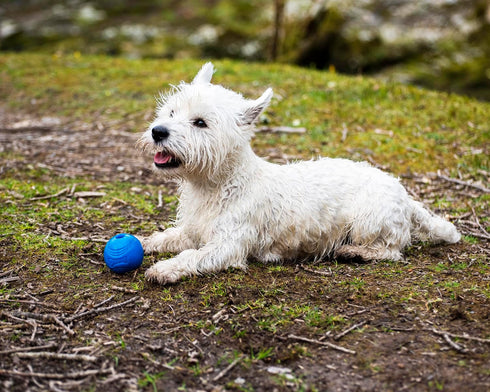 Chuckit! Crunch Ball Dog Toy, Medium (Pack of 2)...