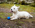 Chuckit! Crunch Ball Dog Toy, Medium (Pack of 2)...