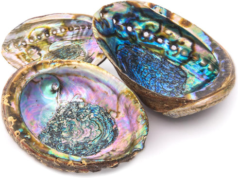 Hand Selected Abalone Shell, 6 Inches or Larger. Perfect for Holding Incense, Trinkets, and More...