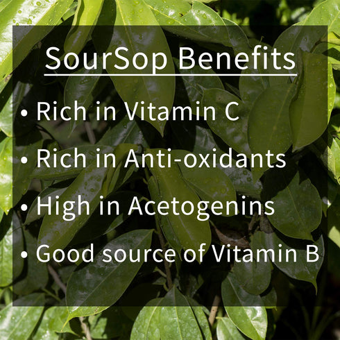 Soursop Tea by Source Nutrition - Pure Graviola, Cut and Sifted Leaves, High in Acetogenins - 30 Tea Bags With Resealable Pouch...