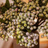 8 Bundles of 11.4" Artificial Berry Stems Floral Sprays Berry Fruit Picks for Home Décor Office Restaurant Wedding Garden Patio Shop Window Photog...