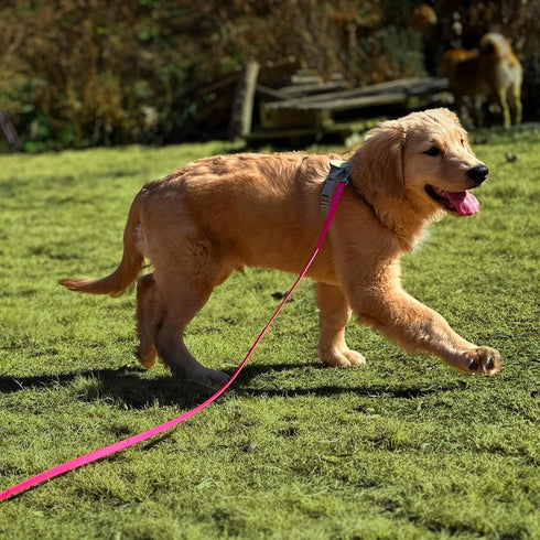 Dog Training Long Leash Waterproof Long Line Heavy Duty Outdoor Recall Lead 10ft 15ft 20ft 30ft 50ft for Small Medium Large Dog (20FT, Rose Pink)...