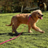 Dog Training Long Leash Waterproof Long Line Heavy Duty Outdoor Recall Lead 10ft 15ft 20ft 30ft 50ft for Small Medium Large Dog (20FT, Rose Pink)...