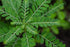 Cedar Bear Chanca Piedra a Liquid Herbal Supplement 1 Fl Oz...