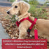 DJANGO Adventure Dog Leash – Strong, Comfortable, and Stylish Dog Leash with Solid Brass Hardware and Padded Handle - Designed for Outdoor Adventu...