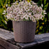 Artificial Outdoor Flowers,8 Bundles UV Resistant Fake Flowers,Artificial Violet Flowers Plastic Faux Flowers Greenery Plants for Outdoor Garden P...