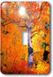 3dRose lsp_205733_1 USA, California Aspen Trees in The Sierra Nevada Mountains Single Toggle Switch...