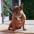 Squishmallows Original Squish Squad Pet Collar (Large) - Official Jazwares Pets Walking Apparel for Dogs...
