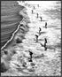 Posterizer 1 pcs-black and white vintage photo style art-surfing at the beach 3-Coastal & Nautical Art-Photography Art-Gift for Nature, Surfers an...