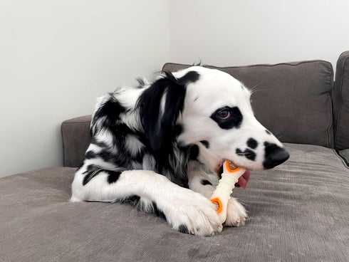 Nylabone Pop-in Dog Treat Toy Refills, All-Natural Dog Treats for Treat Dispensing Toys, Chicken Flavor (90 Count)...