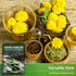 Common Dandelion Seeds for Planting - 1 Packet with Instructions to Plant & Grow Nutritious Greens in Your Home Herb or Vegetable Garden - Organic...