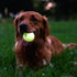 Chew King Glowing Fetch Ball, Dog Ball Toys, 2.5" Combo...