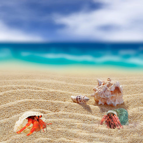 Hermit Crab Shell - Openning Size 0.6"-2" Medium to Large Growth Turbo Seashells Natural Sea Shells for Hermit Crab Supplies, Aquarium Décor, Naut...
