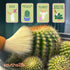 Southside Plant Cactus & Succulent Plants Cleaning Brushes - Wooden Handles w/Soft Goat Hair Bristles - Garden Cleaning Tools, Gentle on Plants, 7...
