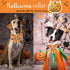 ARING PET Dog Collar, Halloween Dog Collar with Detachable Bow Tie, Adjustable Ghost Pumpkin Bowtie Dog Collar with Metal Buckle...